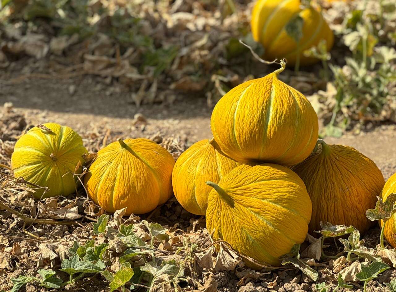 Muğla'nın Yayla Kavunu Hasatla Taçlandı 4